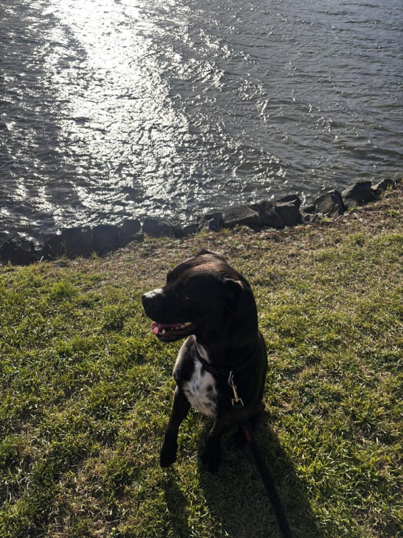 MARCO – ON ADOPTION TRIAL