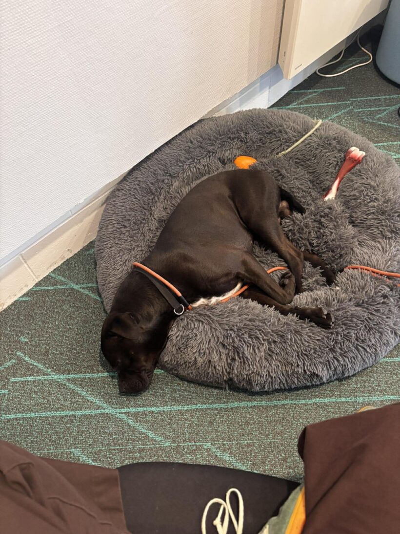 MARCO – ON ADOPTION TRIAL