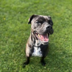 MARCO – ON ADOPTION TRIAL