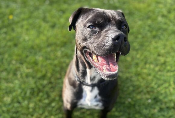 MARCO – ON ADOPTION TRIAL