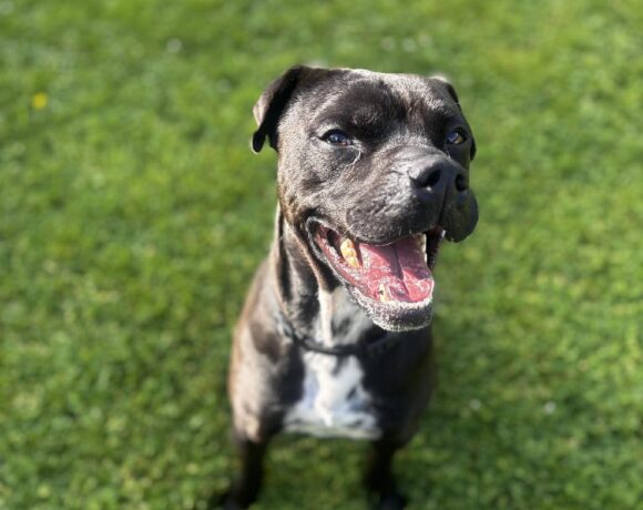 MARCO – ON ADOPTION TRIAL