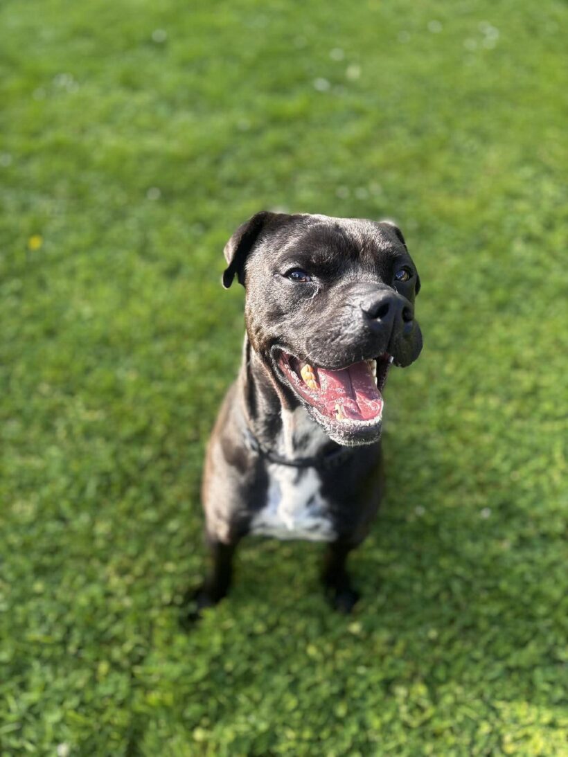 MARCO – ON ADOPTION TRIAL