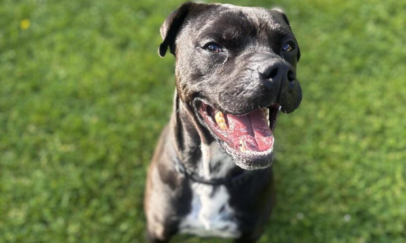 MARCO – ON ADOPTION TRIAL