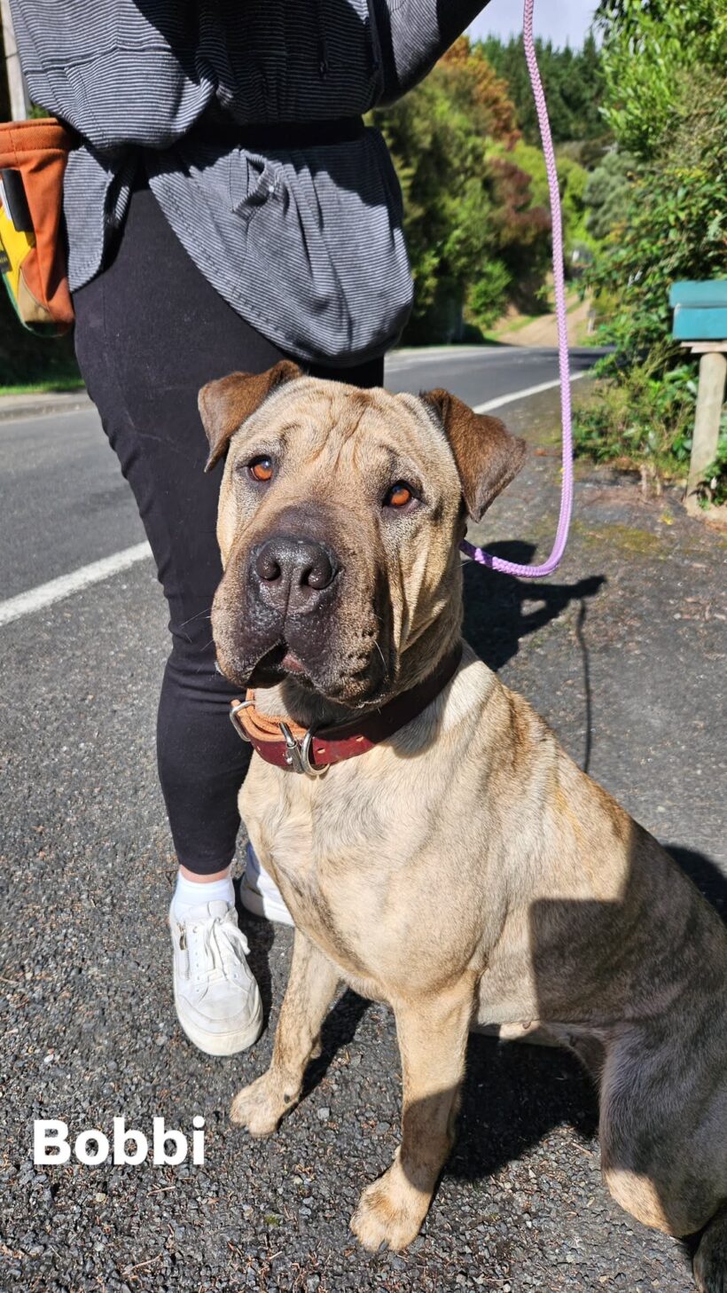 BOBBI – AVAILABLE FOR ADOPTION