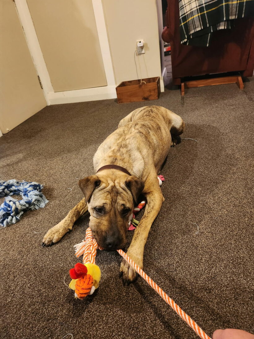 BOBBI – AVAILABLE FOR ADOPTION