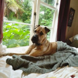 BOBBI – AVAILABLE FOR ADOPTION