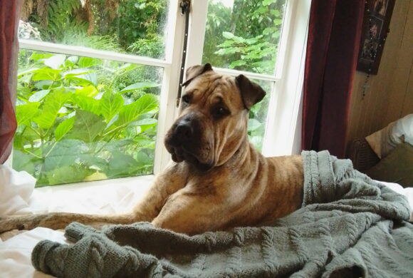 BOBBI – AVAILABLE FOR ADOPTION