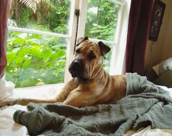BOBBI – AVAILABLE FOR ADOPTION