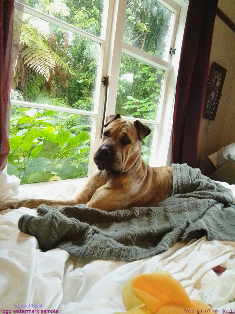 BOBBI – AVAILABLE FOR ADOPTION
