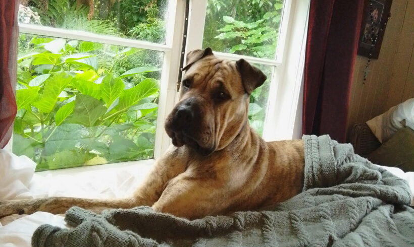 BOBBI – AVAILABLE FOR ADOPTION