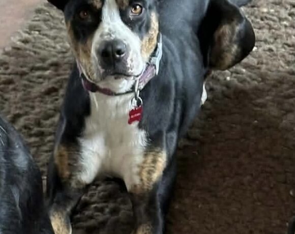 BELLA – ON ADOPTION TRIAL