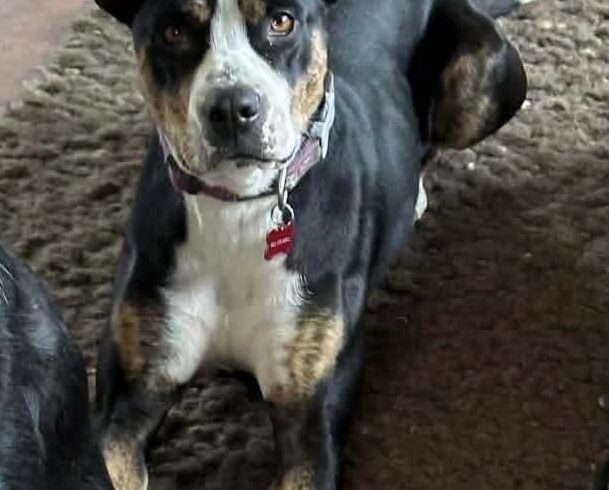 BELLA – AVAILABLE FOR ADOPTION