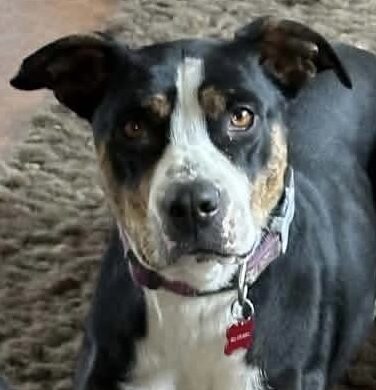 BELLA – ON ADOPTION TRIAL