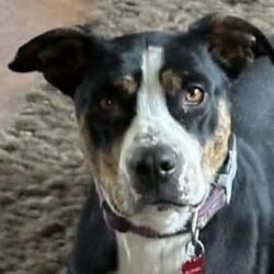 BELLA – ON ADOPTION TRIAL