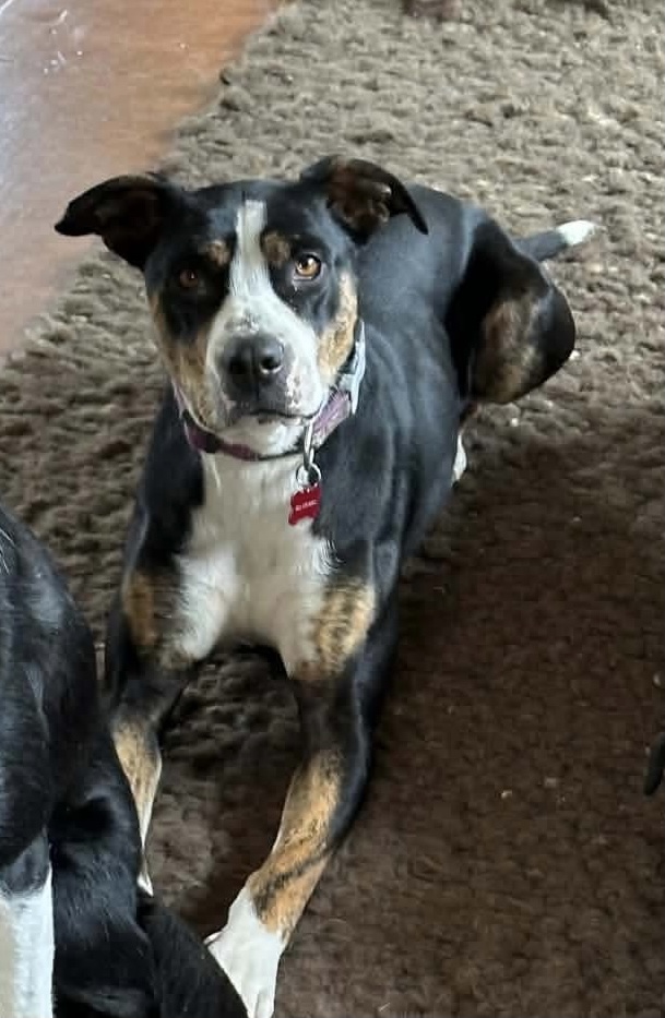 BELLA – AVAILABLE FOR ADOPTION