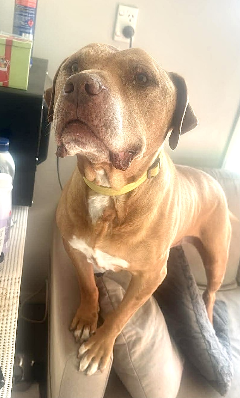 RED – ON ADOPTION TRIAL