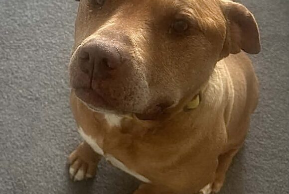 RED – ON ADOPTION TRIAL