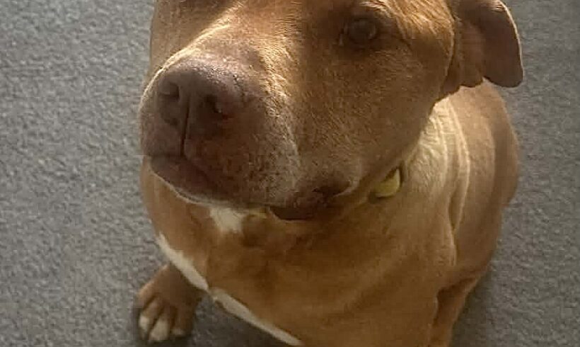 RED – ON ADOPTION TRIAL