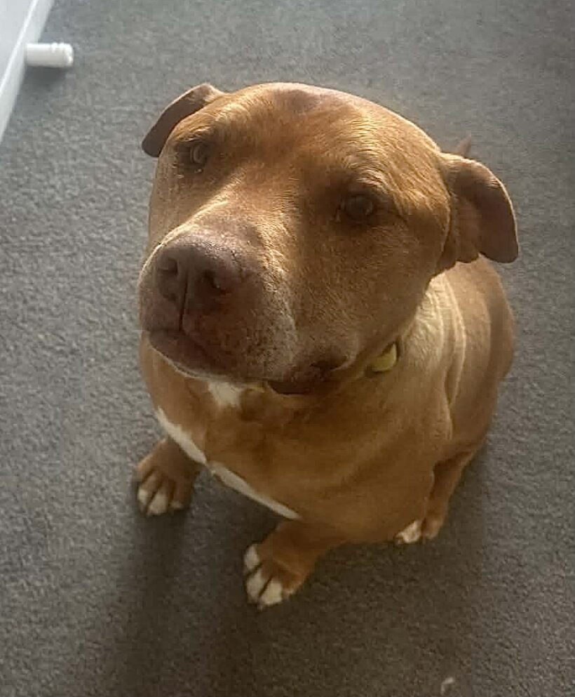 RED – ON ADOPTION TRIAL