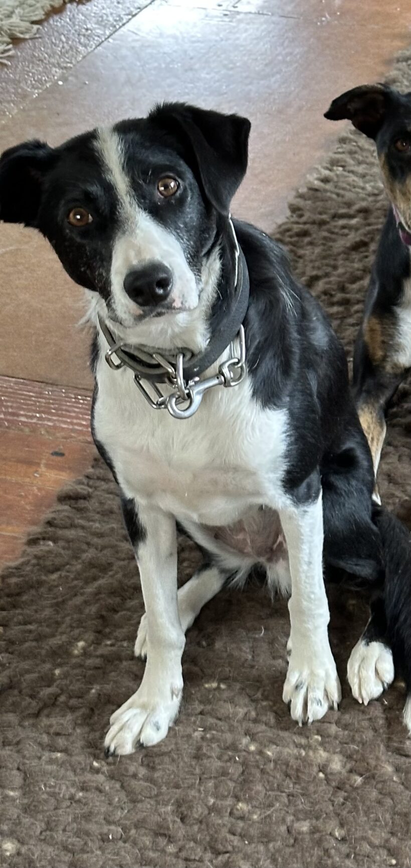 RUBY – AVAILABLE FOR ADOPTION