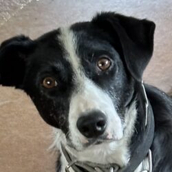 RUBY – AVAILABLE FOR ADOPTION