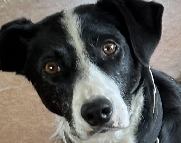 RUBY – AVAILABLE FOR ADOPTION