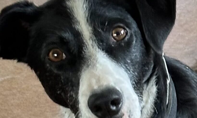 RUBY – AVAILABLE FOR ADOPTION