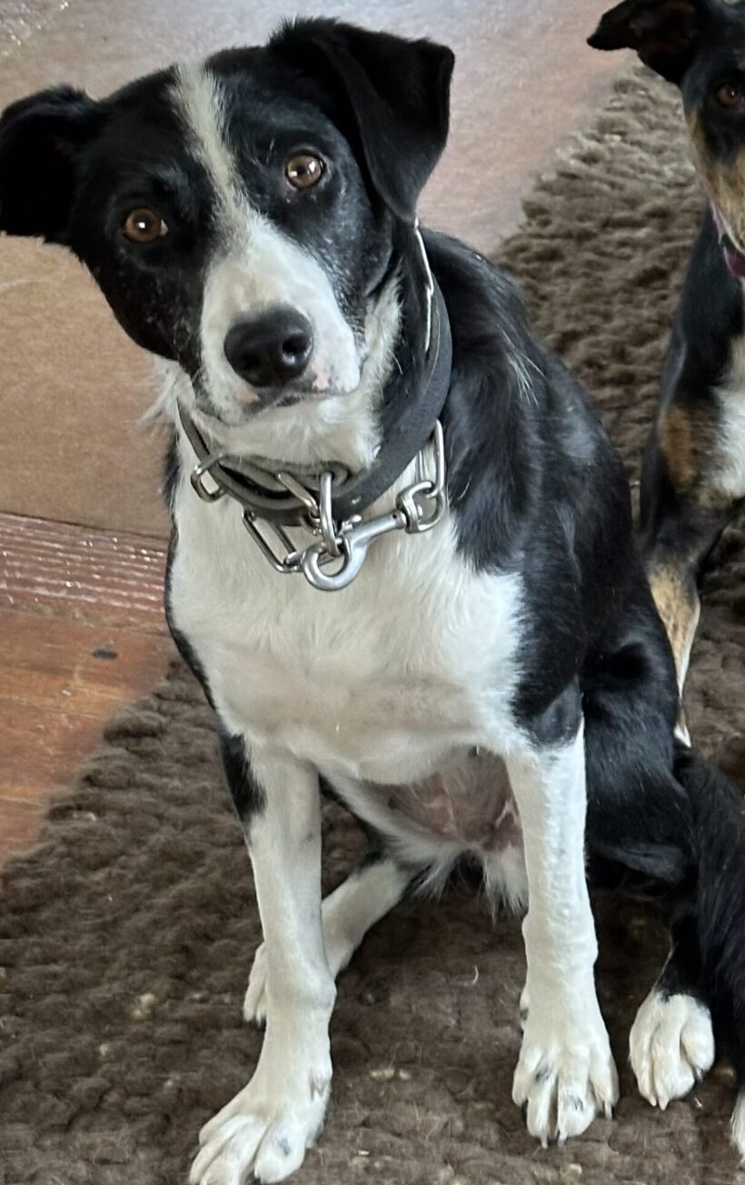 RUBY – AVAILABLE FOR ADOPTION