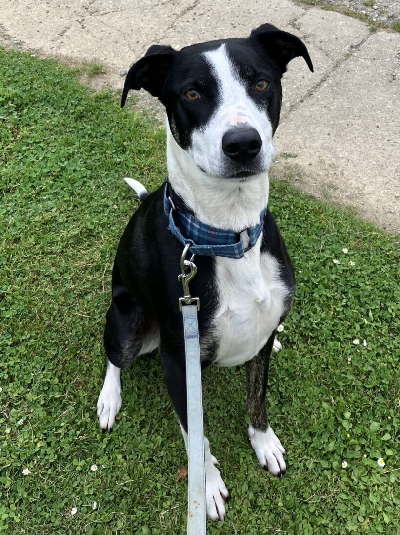 BADGER – ON ADOPTION TRIAL BADGER – ON ADOPTION TRIAL