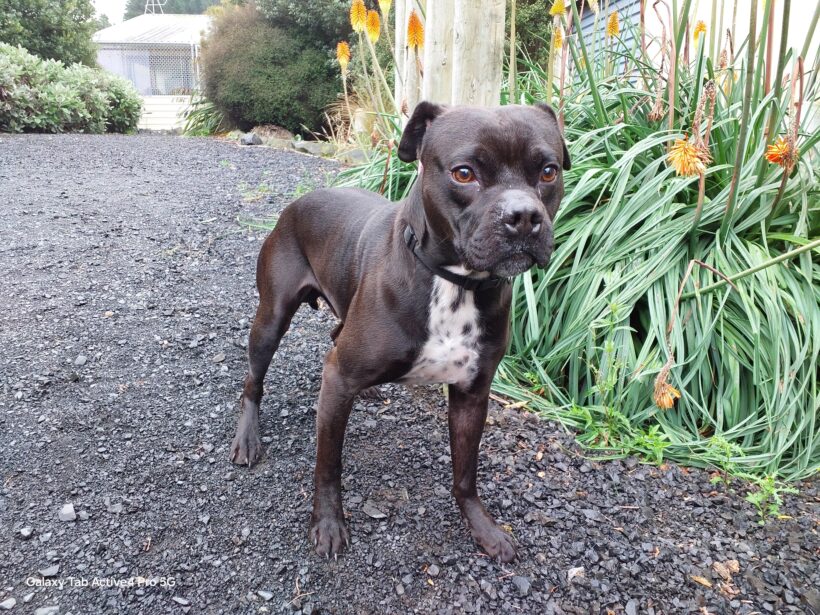 MARCO – ON ADOPTION TRIAL