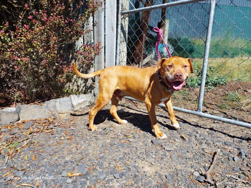 RED – ON ADOPTION TRIAL