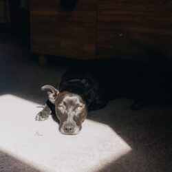 MAZIE – ON ADOPTION TRIAL