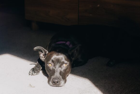 MAZIE – ON ADOPTION TRIAL