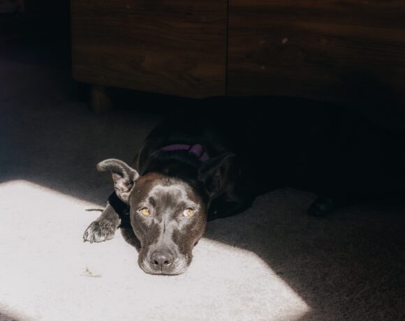 MAZIE – ON ADOPTION TRIAL