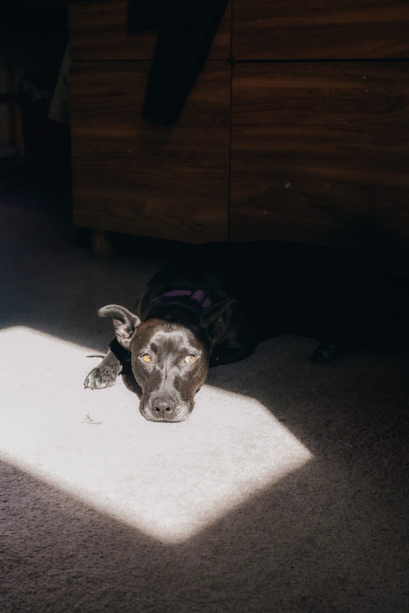 MAZIE – ON ADOPTION TRIAL