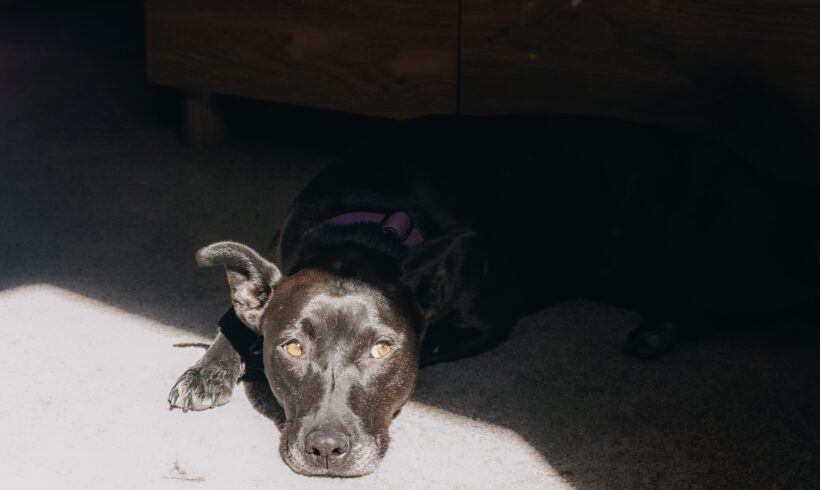 MAZIE – ON ADOPTION TRIAL