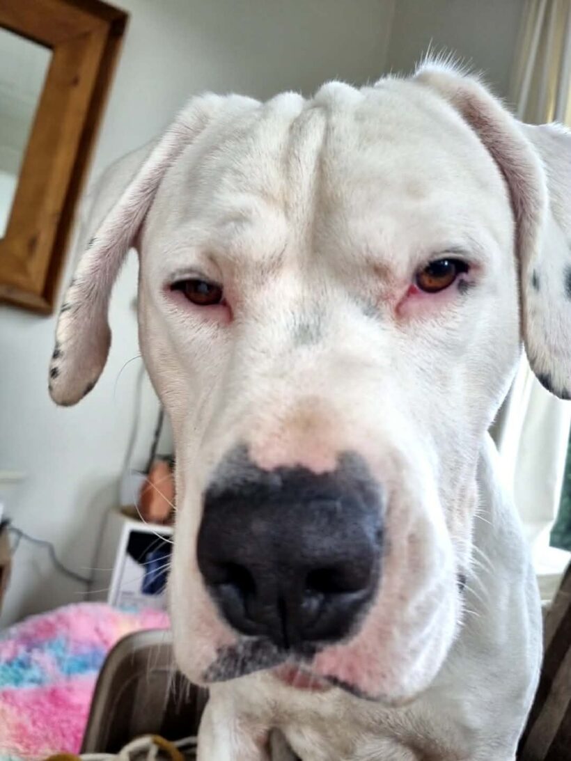 CHARLIE – AVAILABLE FOR ADOPTION