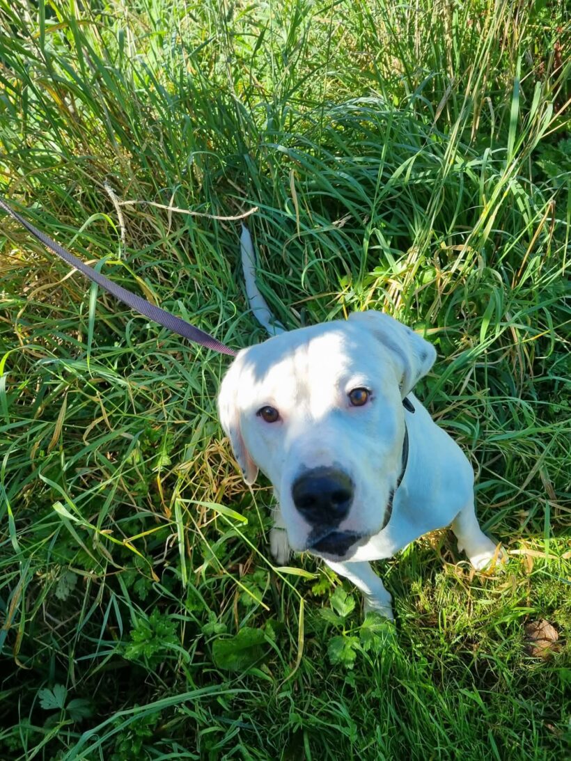 CHARLIE – AVAILABLE FOR ADOPTION