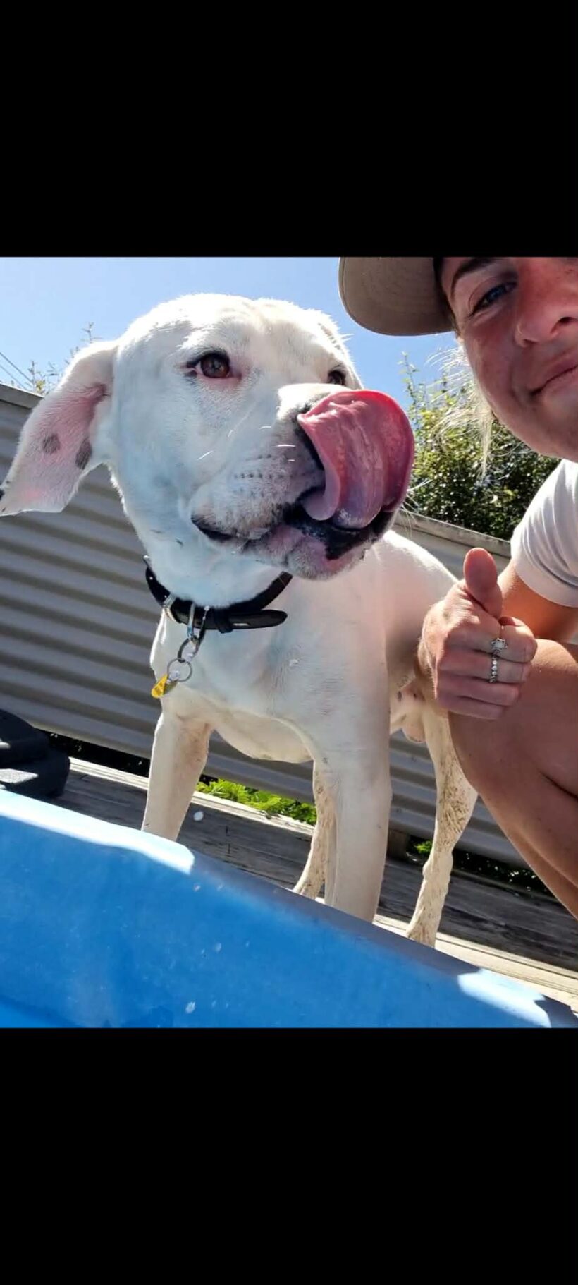 CHARLIE – AVAILABLE FOR ADOPTION