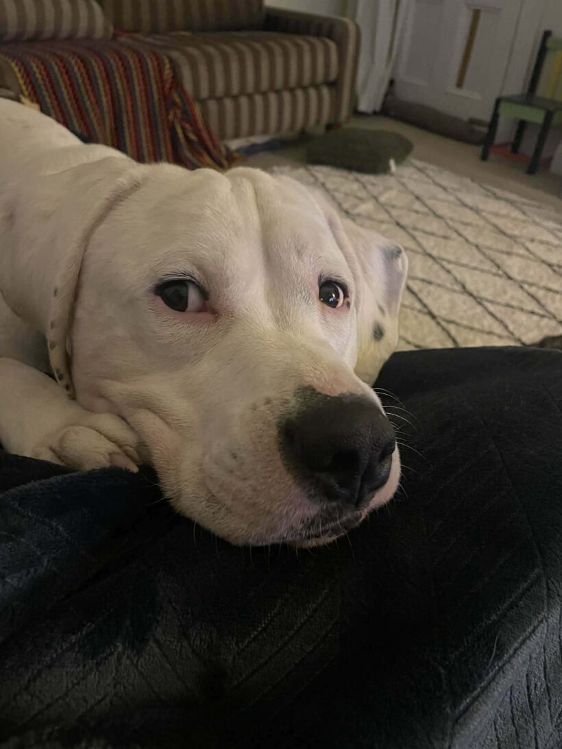 CHARLIE – AVAILABLE FOR ADOPTION