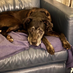 HUSSAN – AVAILABLE FOR ADOPTION