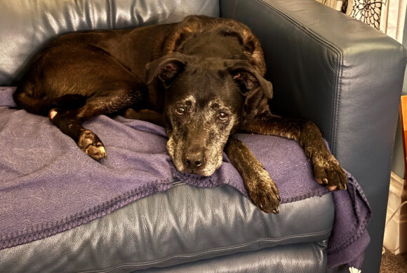 HUSSAN – AVAILABLE FOR ADOPTION