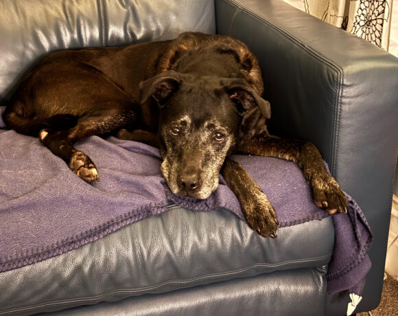 HUSSAN – AVAILABLE FOR ADOPTION