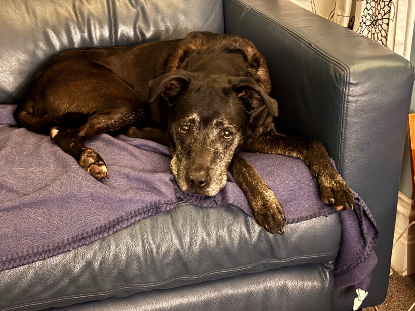 HUSSAN – AVAILABLE FOR ADOPTION