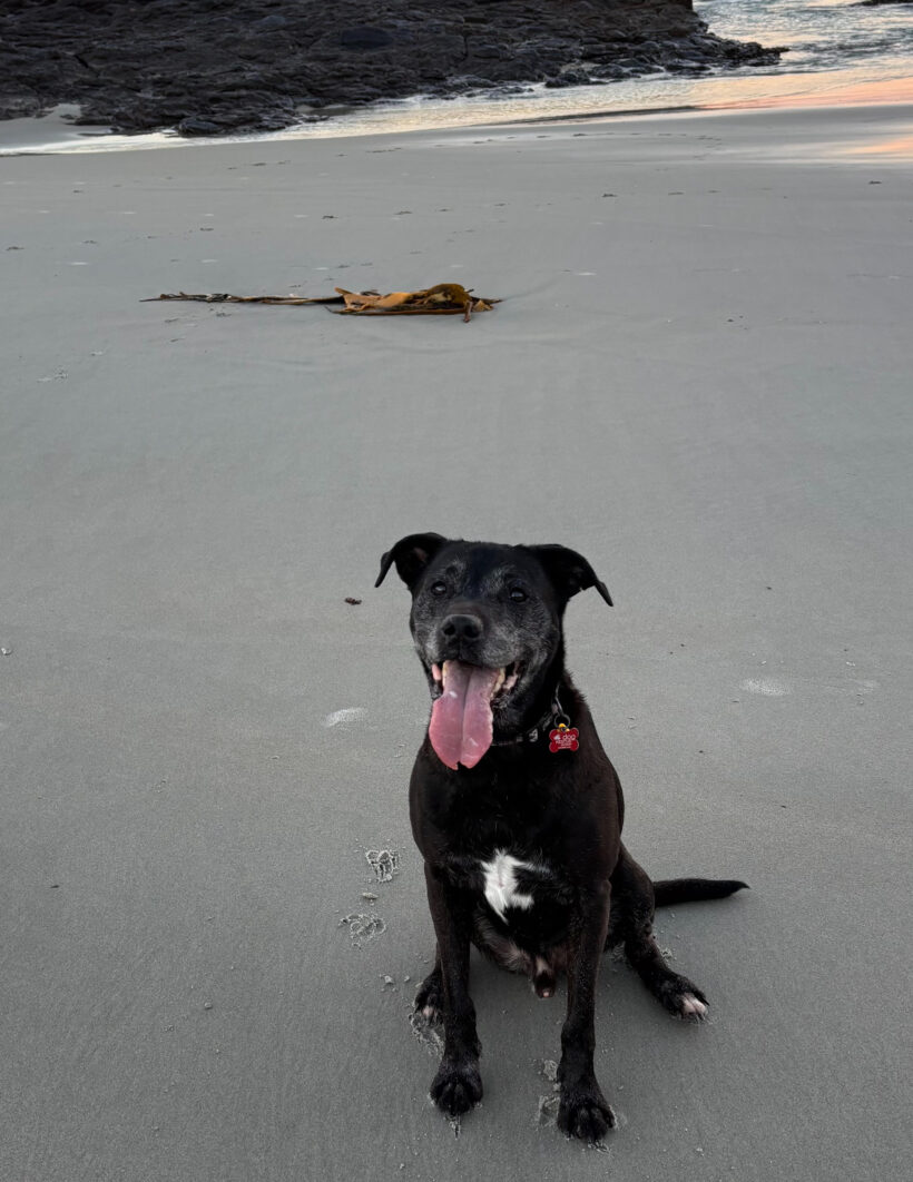 HUSSAN – AVAILABLE FOR ADOPTION