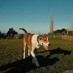 JACK – AVAILABLE FOR ADOPTION