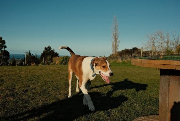 JACK – AVAILABLE FOR ADOPTION