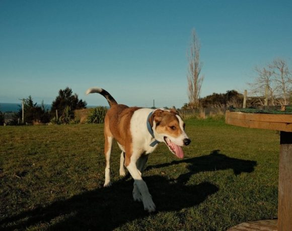 JACK – AVAILABLE FOR ADOPTION